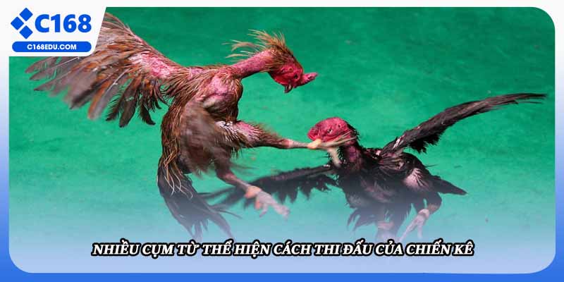 Nhiều cụm từ thể hiện cách thi đấu của chiến kê